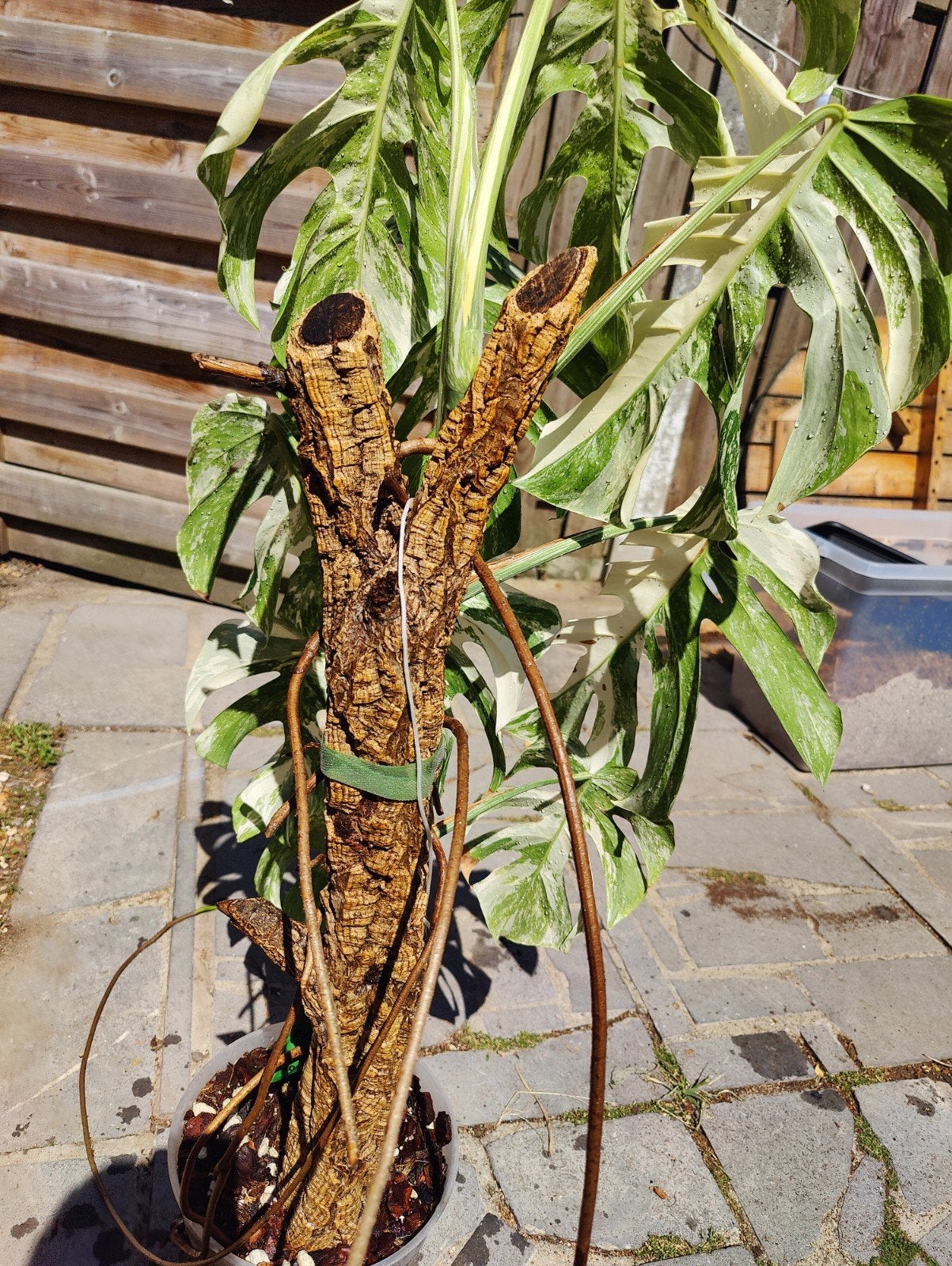 monstera albo op kurktak, Tuin en Terras, Planten | Fruitbomen, Ophalen