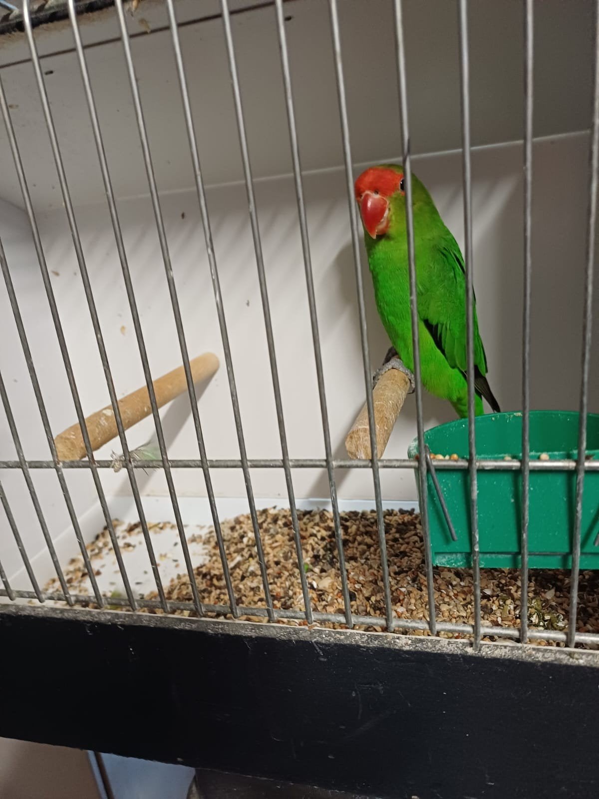 Taranta man, Dieren en Toebehoren