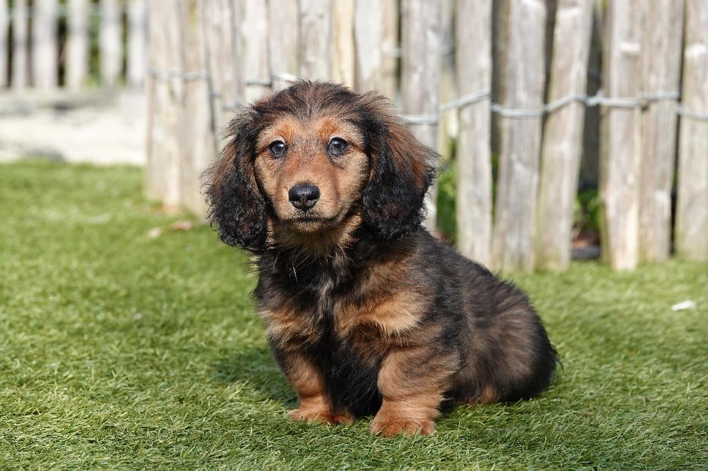 Langharige dwergteckel pups met stamboom, Dieren en Toebehoren, Honden | Teckels en Dashonden, Meerdere dieren, Langhaar, Dwerg