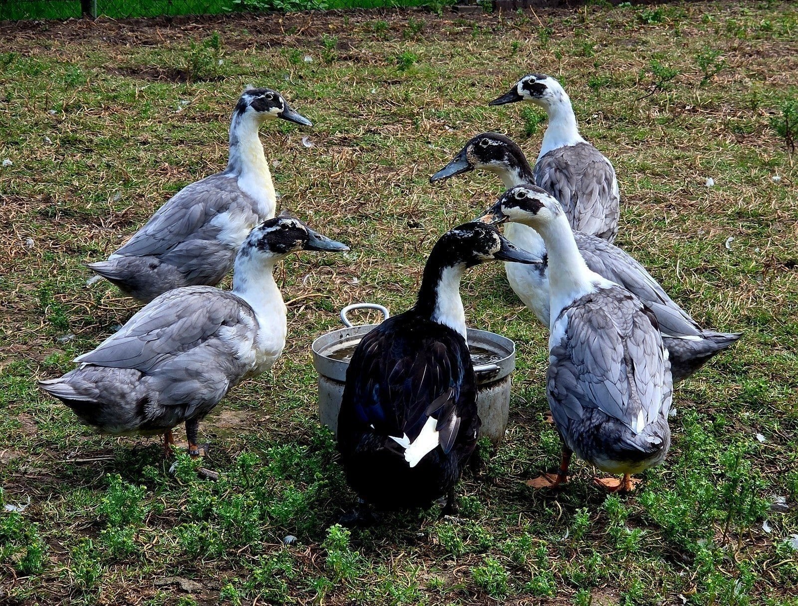 Loopeenden, Animaux & Accessoires, Volatiles, Canard, Plusieurs animaux