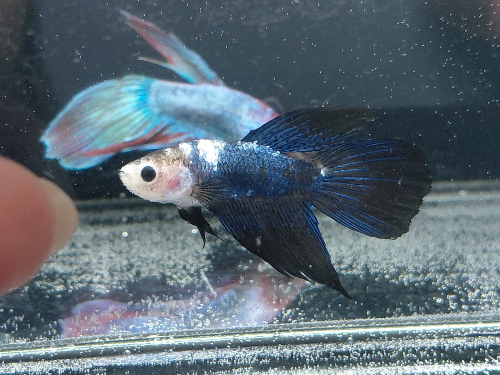 Betta man delta, Animaux & Accessoires, Poisson