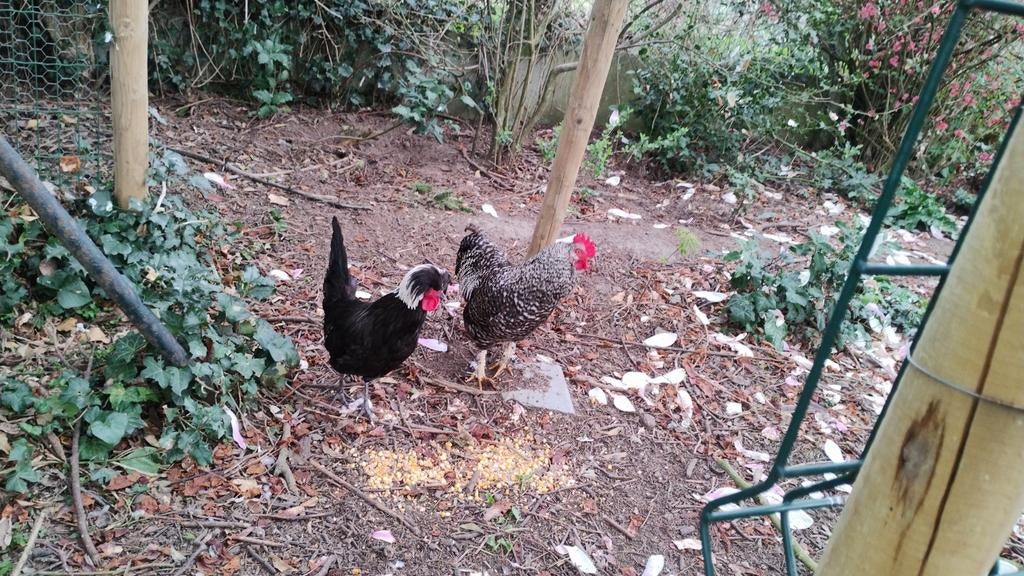 Hollandse kuifhoen haan, Dieren en Toebehoren, Pluimvee