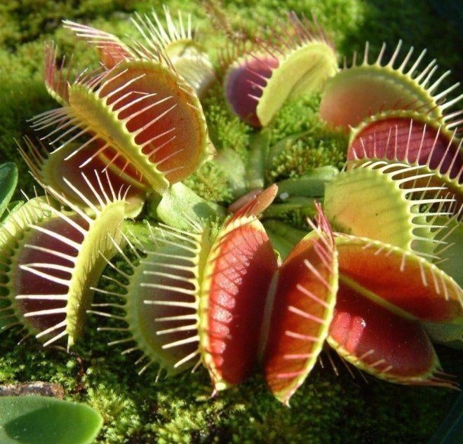 Venusvliegenval zaden - Dionaea muscipula - insecteneter, Tuin en Terras, Ophalen of Verzenden, Gehele jaar, Volle zon, Zaad