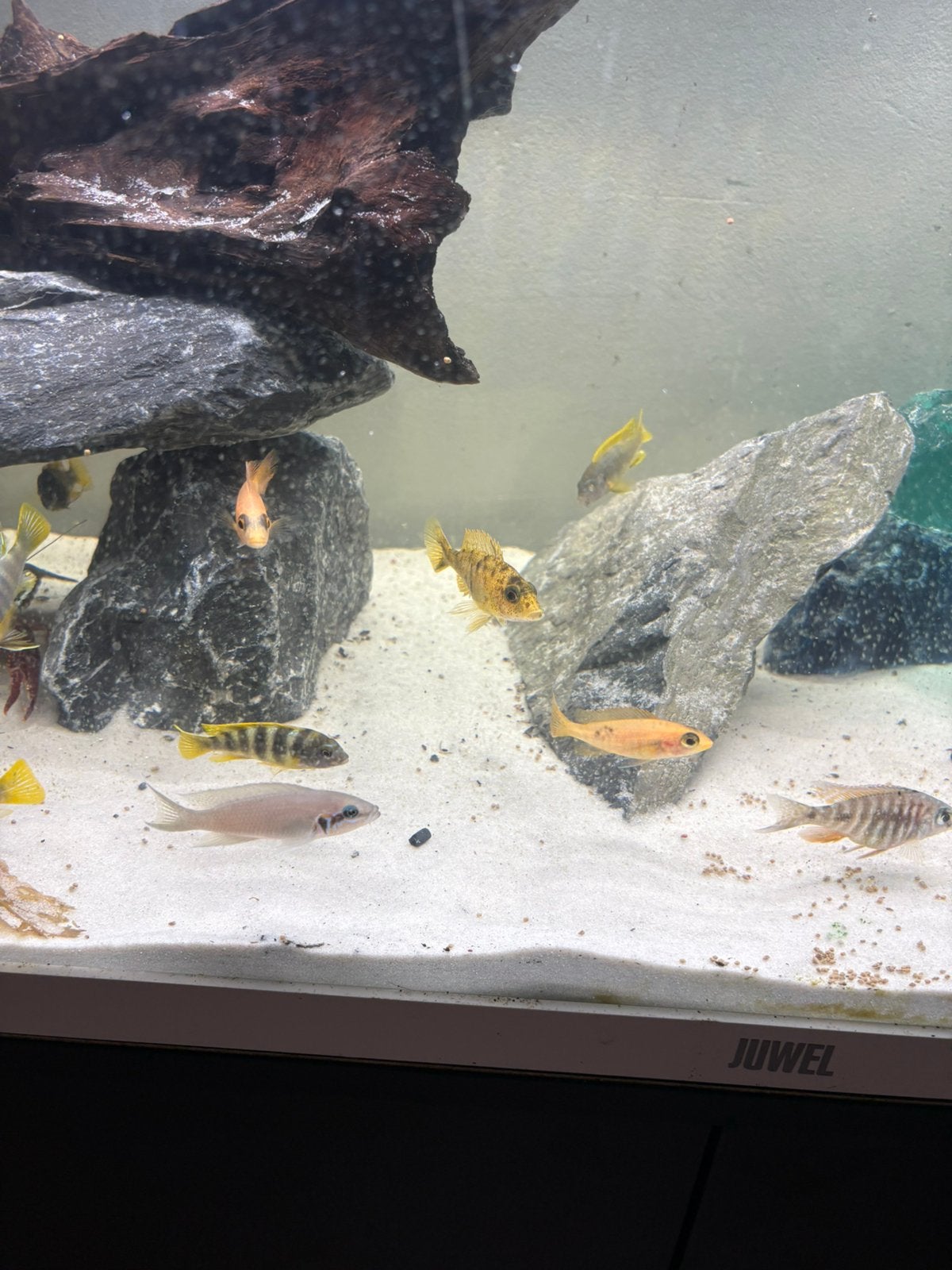 Cichliden verschillende soorten, Animaux & Accessoires
