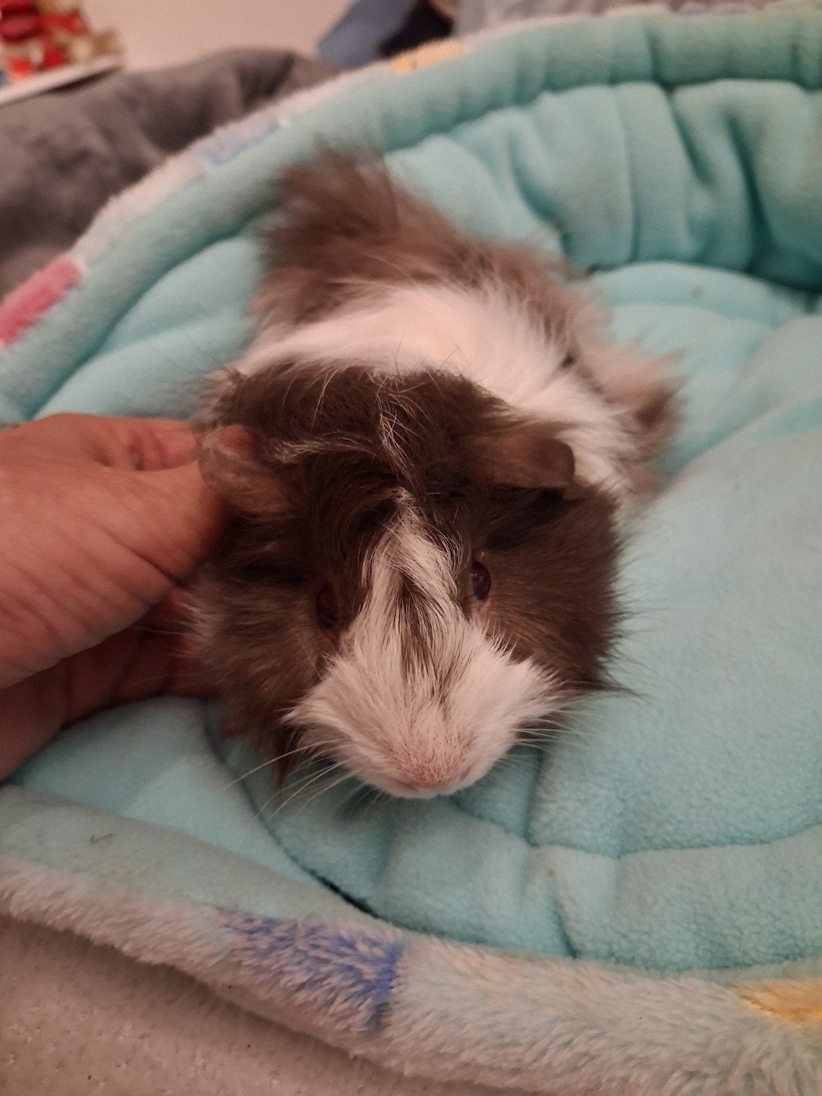 beertje geboren 21/07/2026, Juli, Mannelijk, Cavia