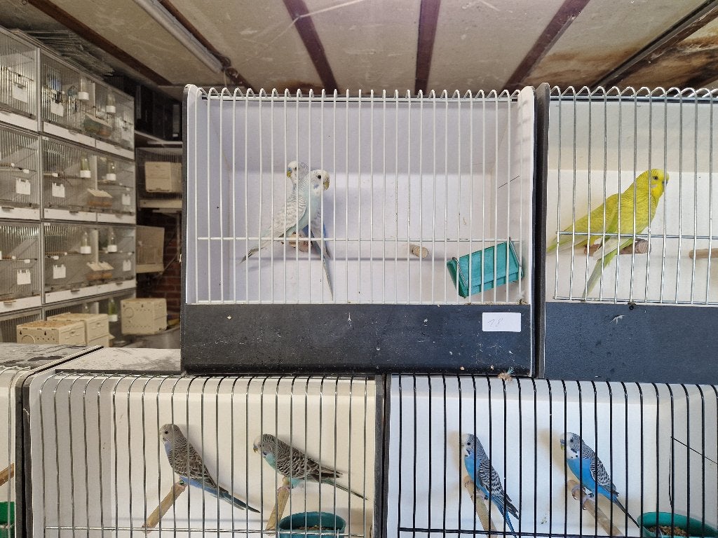 Kleurgrasparkieten, Dieren en Toebehoren, Meerdere dieren, Parkiet, Geringd