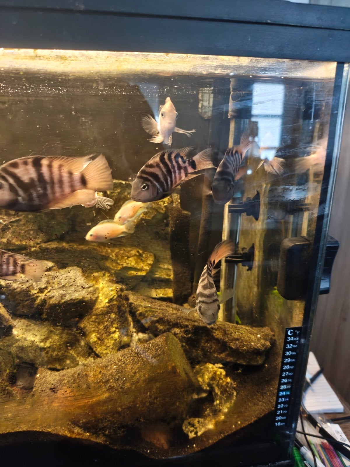 zebra cichliden te koop, Dieren en Toebehoren, Zoetwatervis