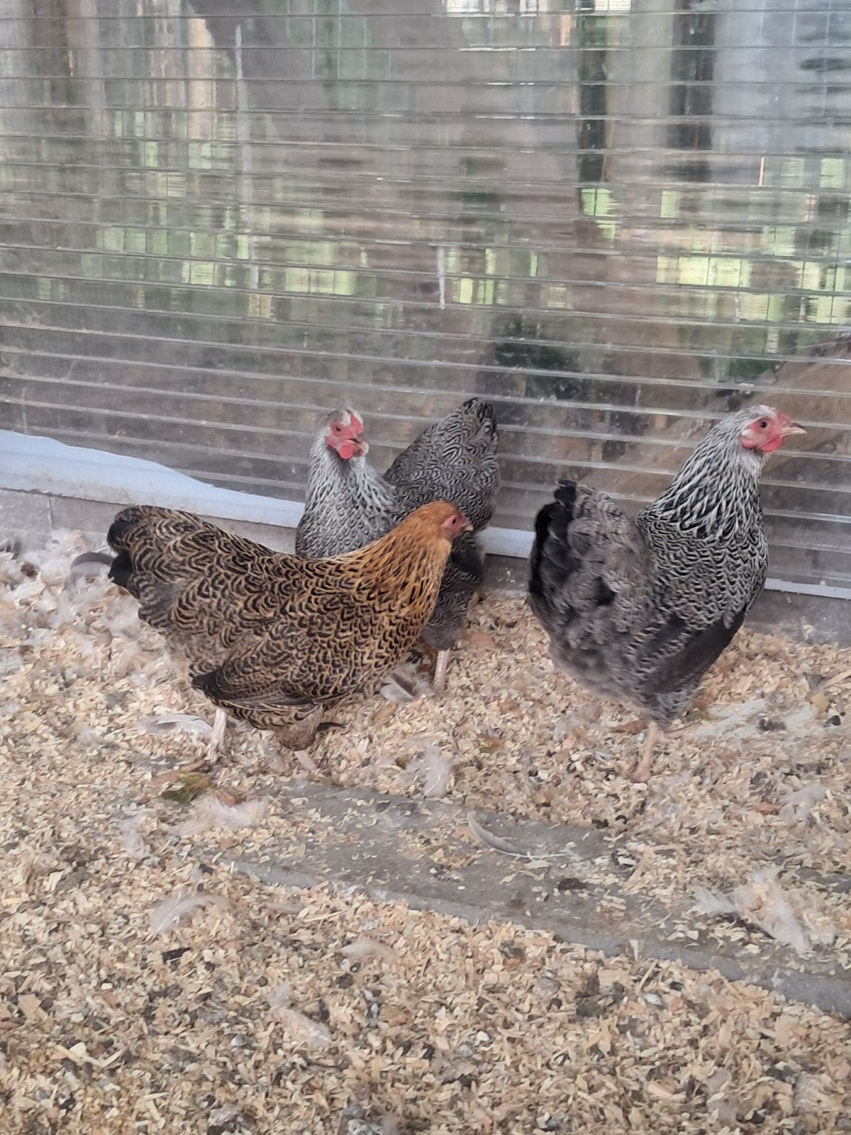 wyandotte kriel hennen, Femelle, Poule ou poulet