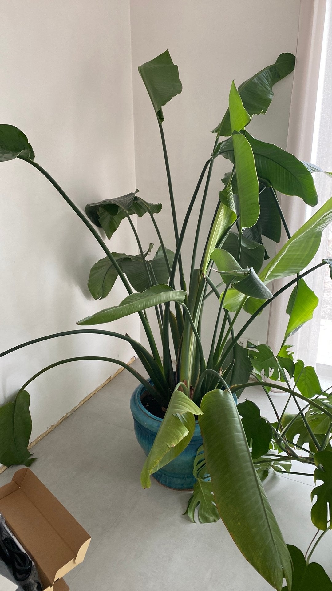 Grote bananenplant strelitzia nicolai, Ophalen