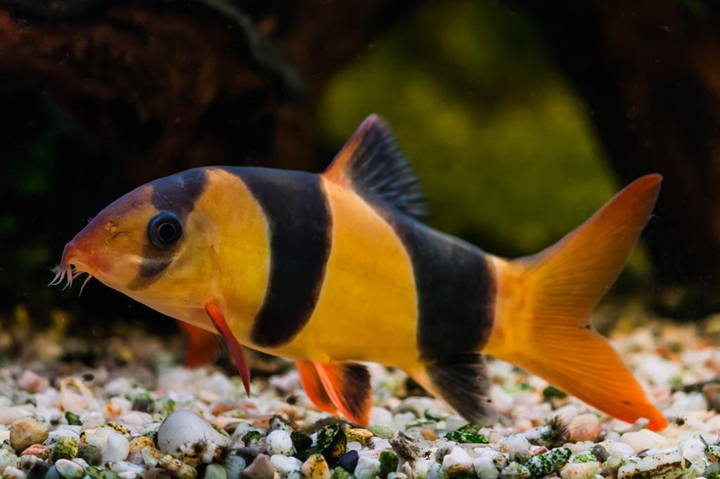 Pleco & botia, Dieren en Toebehoren
