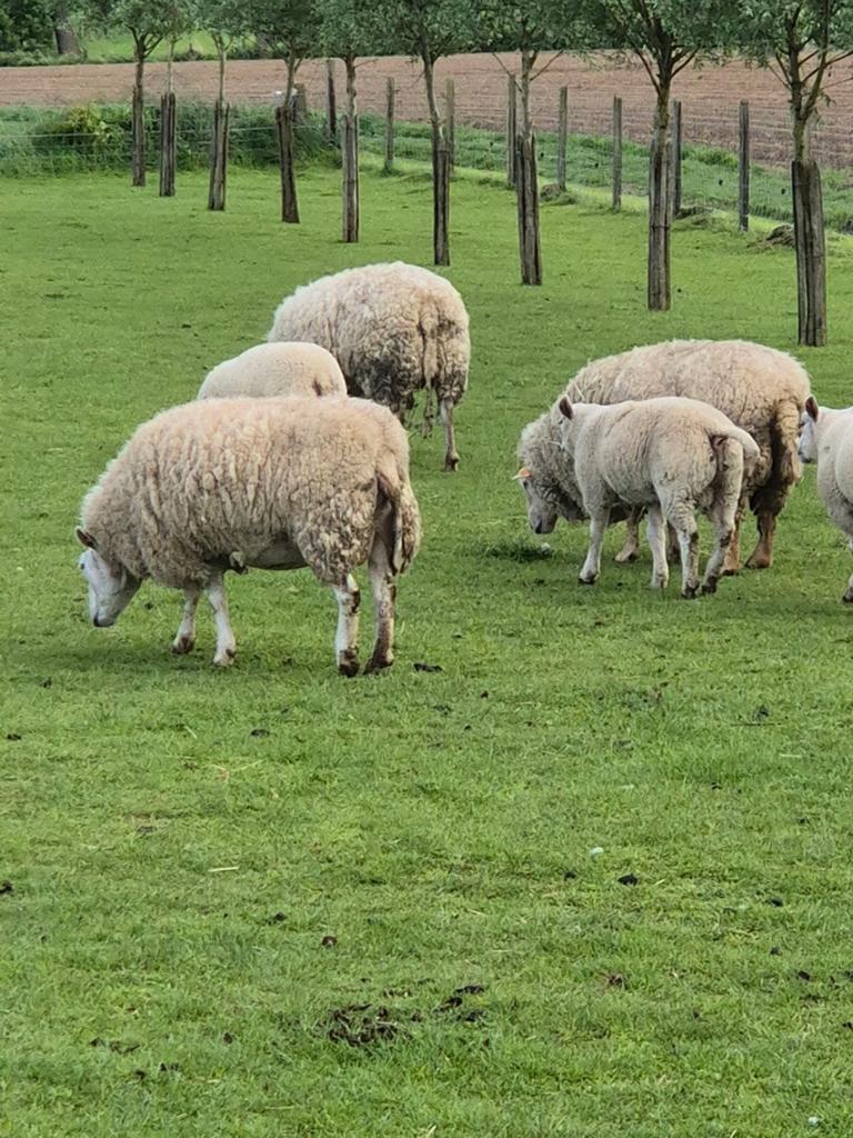 3 moutons femelles de 3 ans
