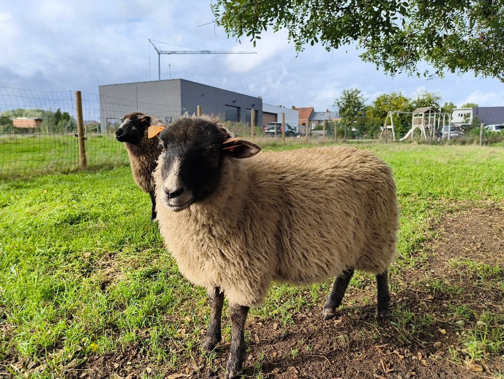 Jonge ooi
