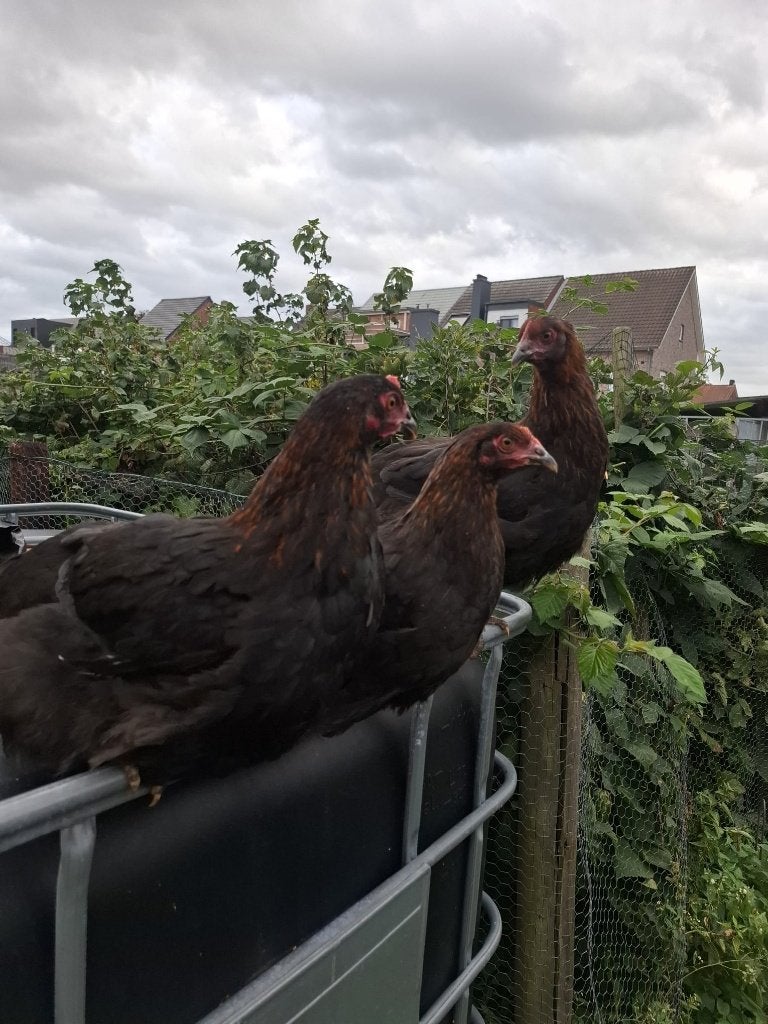 Marans toom, Dieren en Toebehoren