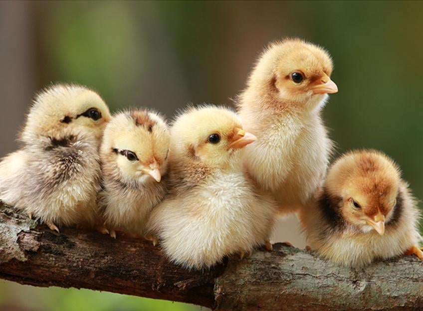 Sierkuikens verschillende rassen, Dieren en Toebehoren