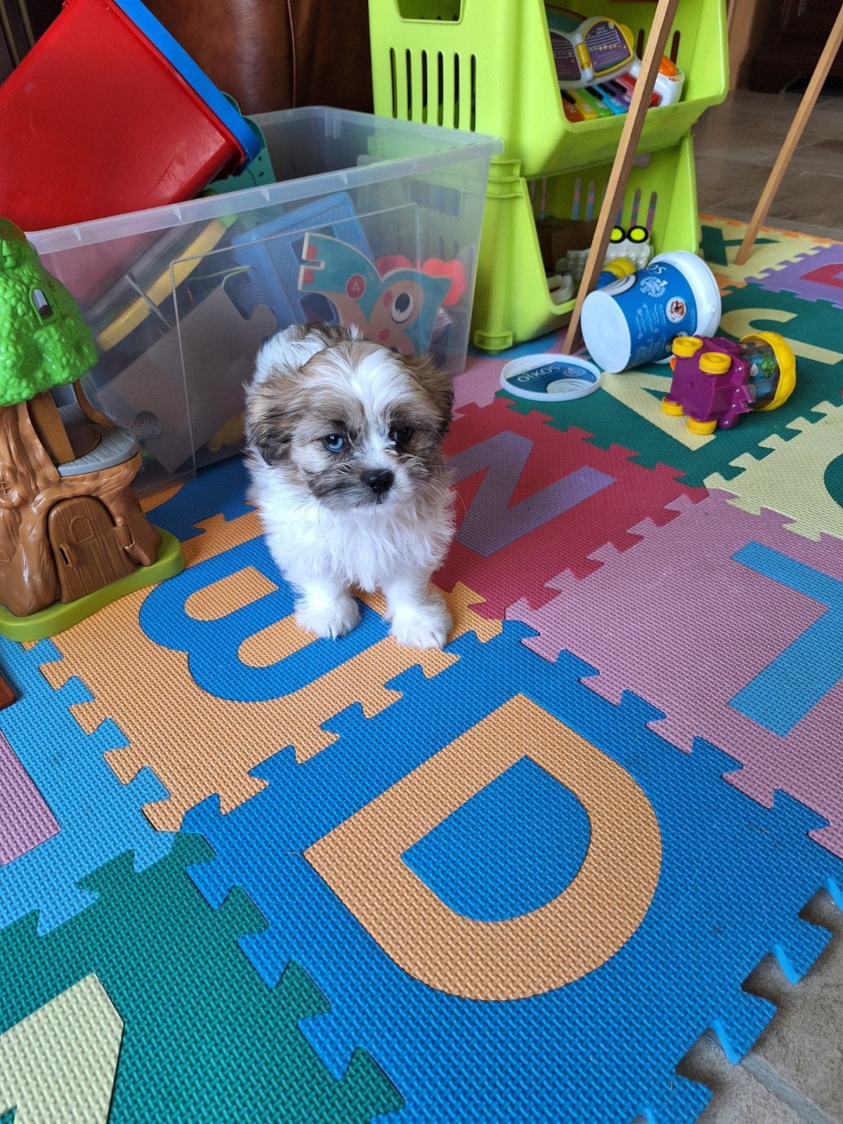 Shih tzu pups, Dieren en Toebehoren, Parvo, België, 8 tot 15 weken, Meerdere