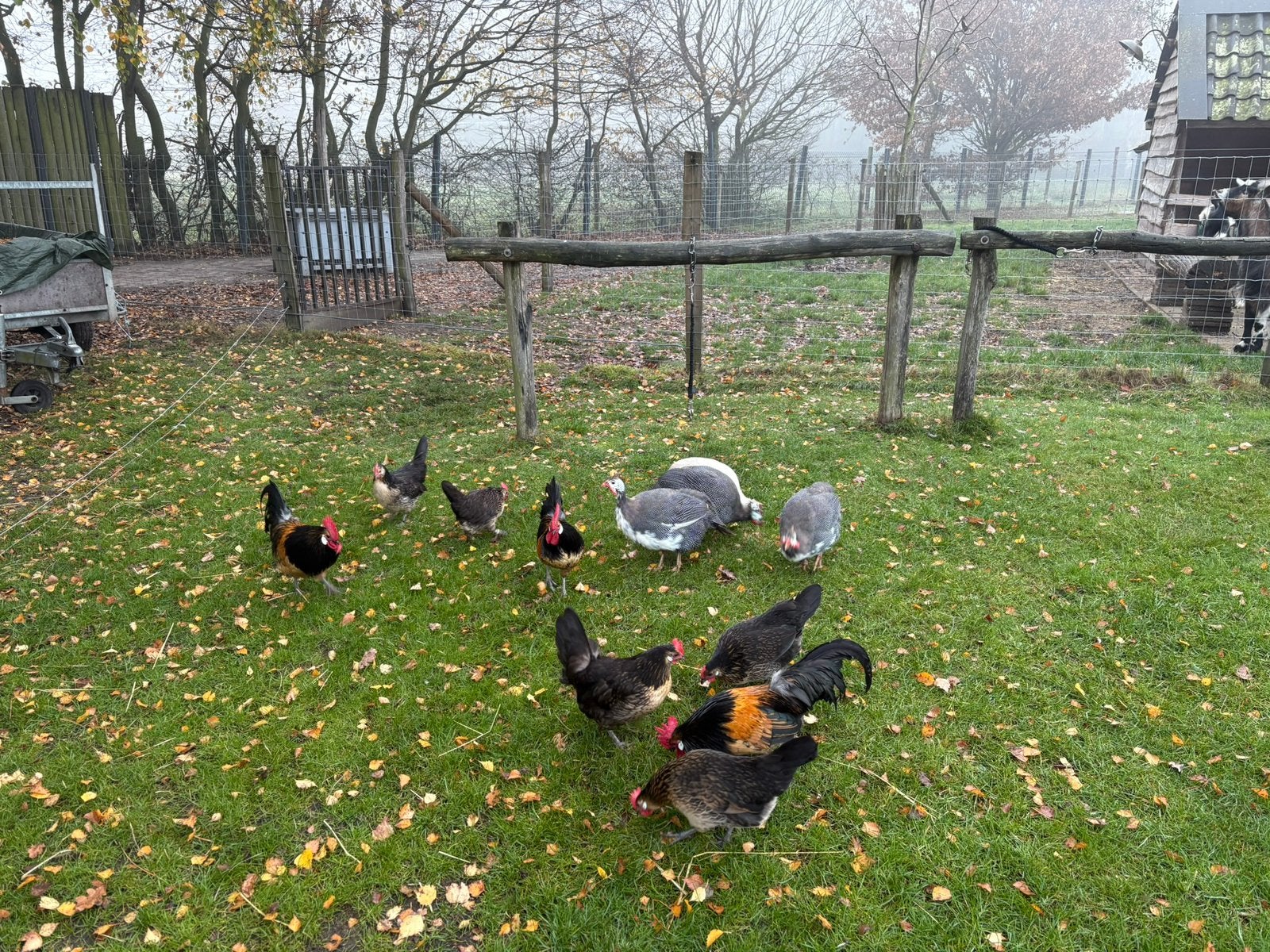 parelhoen haan en bassette haantjes, Dieren en Toebehoren, Pluimvee
