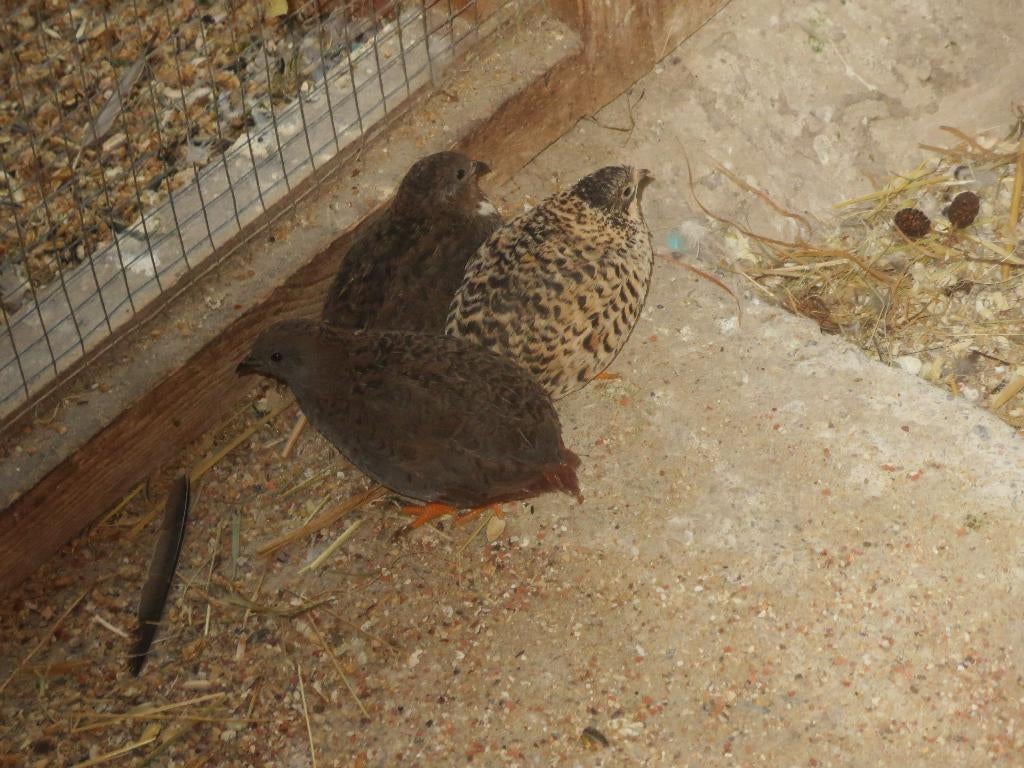 Chinese kwartel, Dieren en Toebehoren