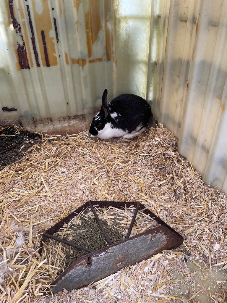 konijn voedster, Dieren en Toebehoren, Konijnen, Vrouwelijk, Groot, 0 tot 2 jaar