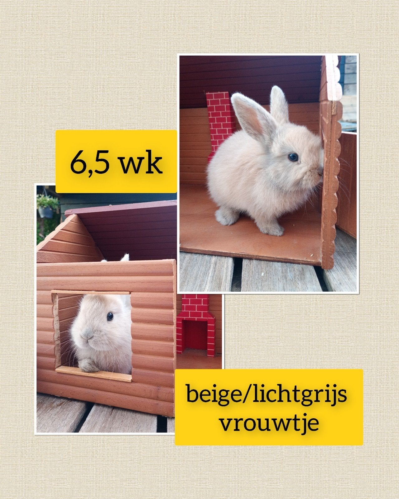 Prachtig beige lichtgrijs vrouwtje lief, tam en zindelijk!, Femelle, Nain, Oreilles tombantes, 0 à 2 ans
