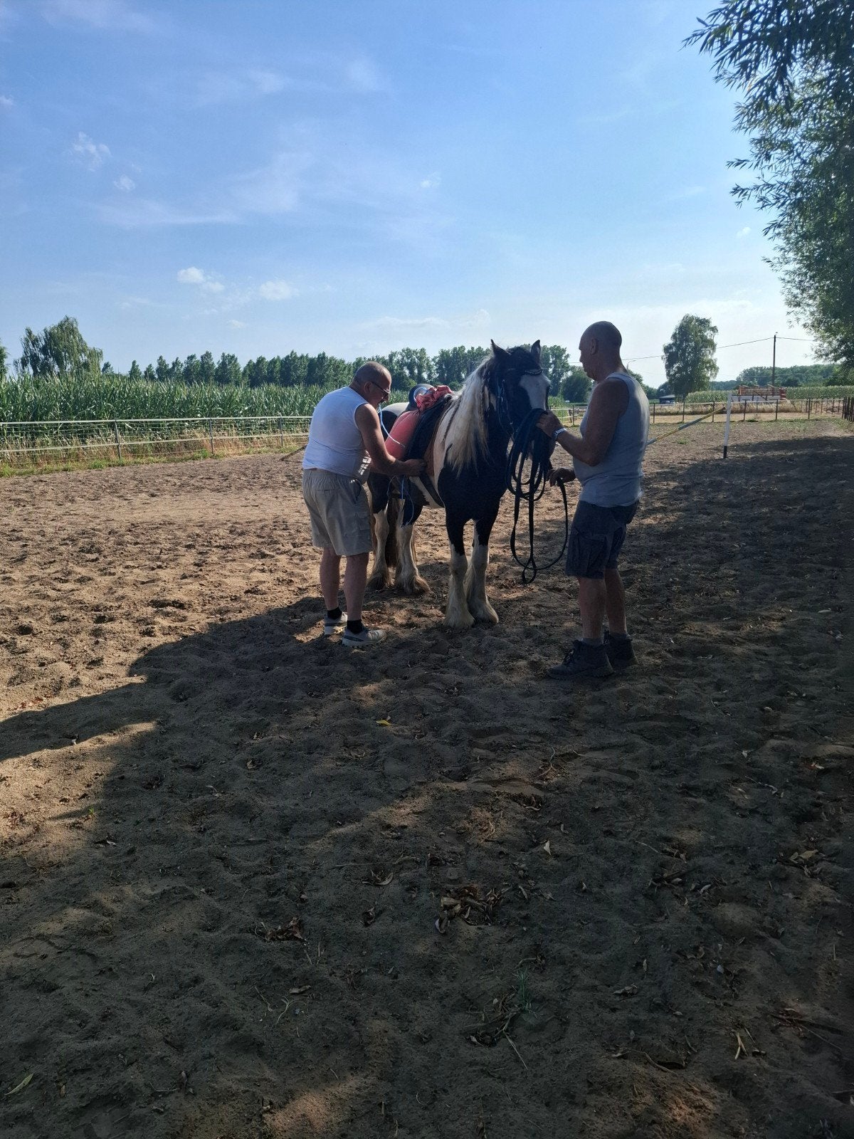 Tinker hengst, Dieren en Toebehoren, Ophalen