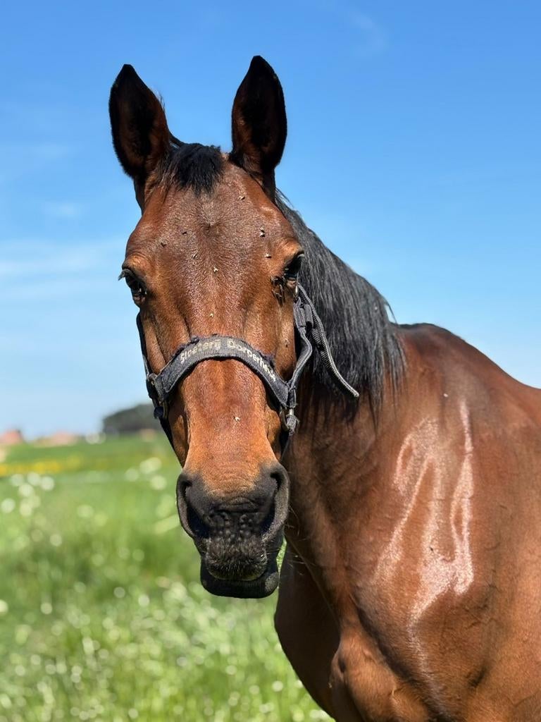 Kweekmerrie Lord Leatherdale x Kennedy, Dieren en Toebehoren, Paarden, Merrie, Met stamboom, Niet van toepassing, Dressuurpaard