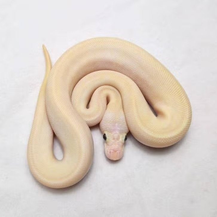Pastel Pinstripe Ivory Clown koningspython vrouw Ball Python - female for sale from jurgen