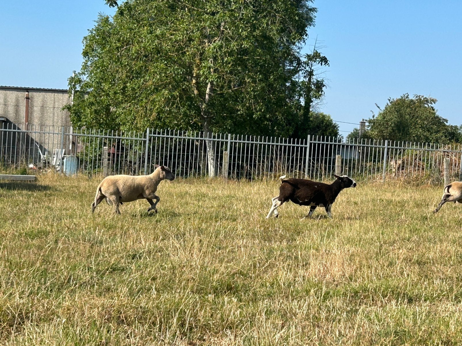 Dekbok, Animaux & Accessoires, Moutons, Chèvres & Cochons, Mâle, Mouton, 0 à 2 ans