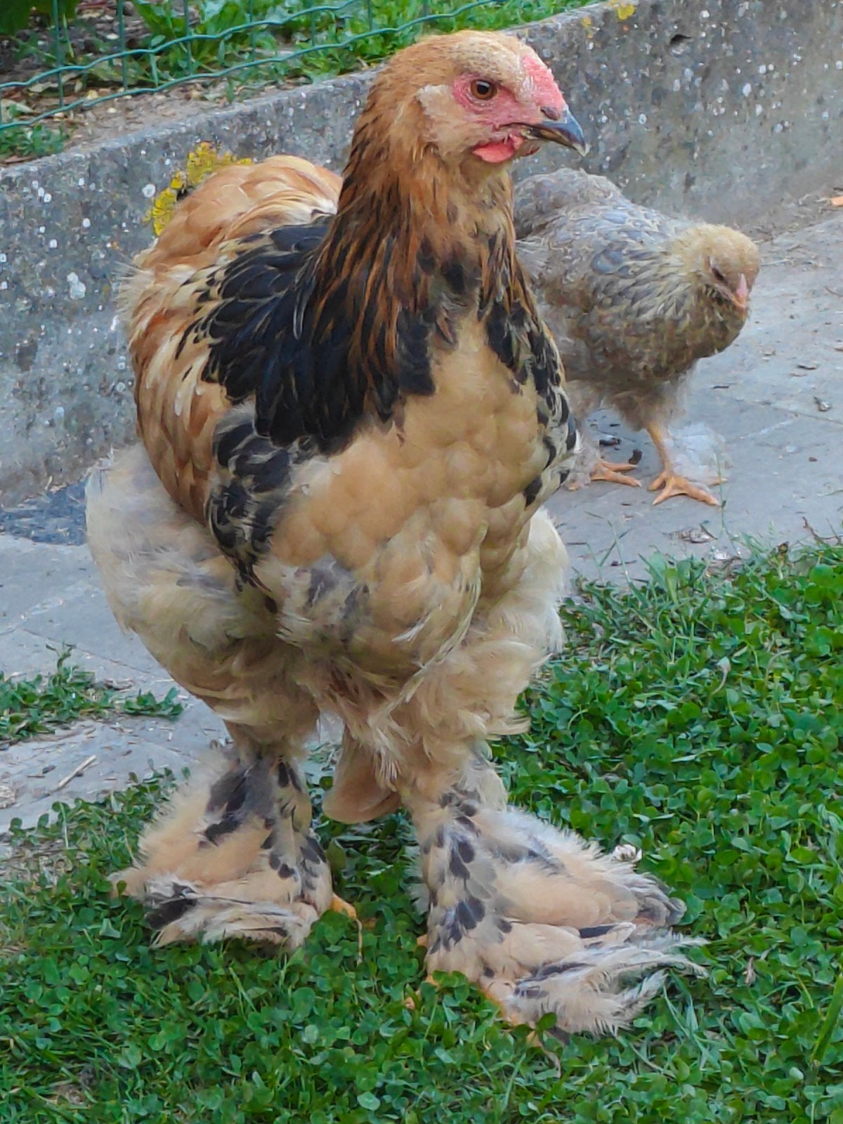 Buff Colombia koppel