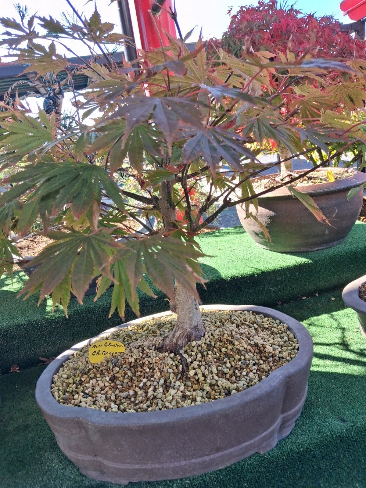 bonsaï, Tuin en Terras, Ophalen of Verzenden
