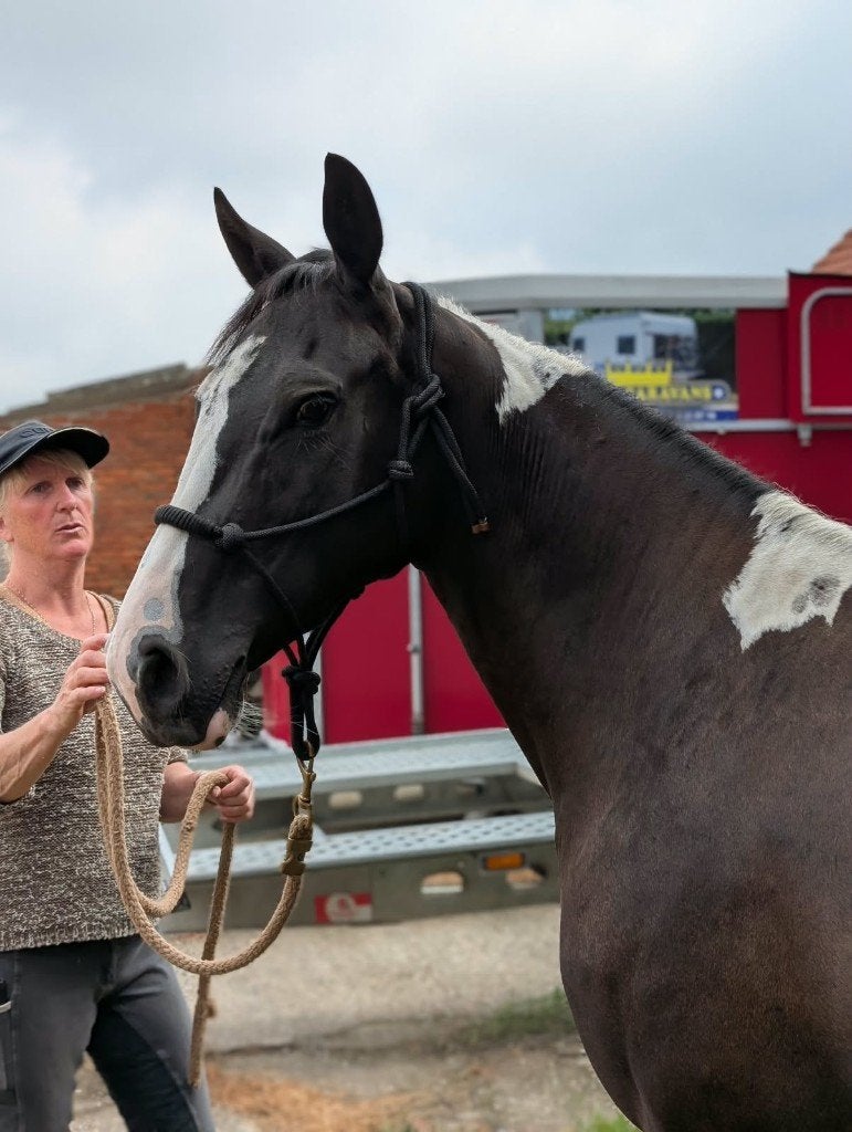 American Paint Horse doublement homozygote, Avec pedigree, Moins de 160 cm, Cheval western, 0 à 2 ans