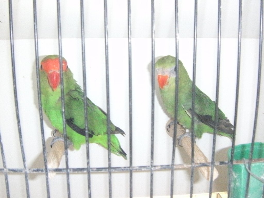 Taranta, Dieren en Toebehoren, Meerdere dieren, Dwergpapegaai of Agapornis, Geringd
