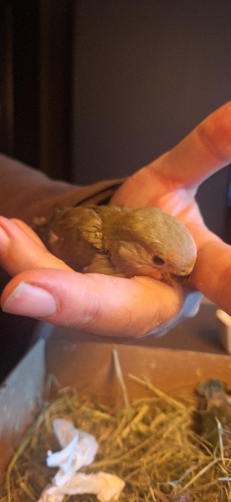 Dwergpapagaai, Dieren en Toebehoren, Tam