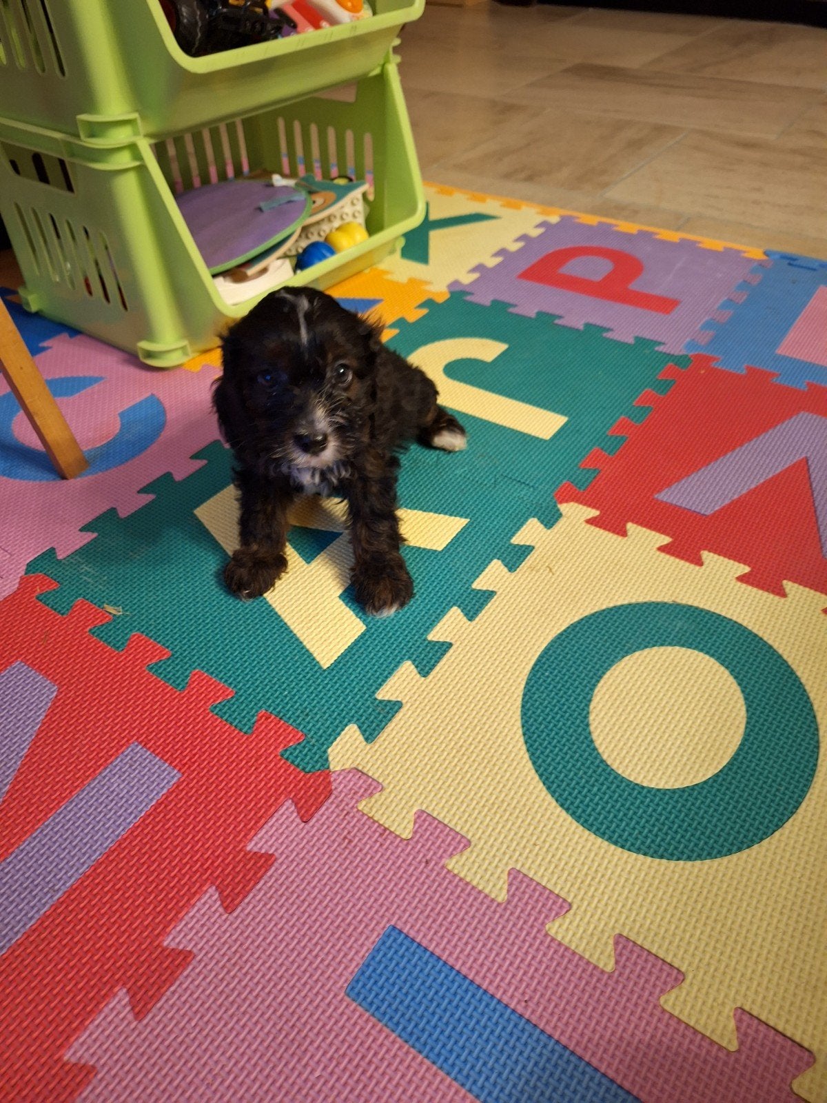 Cavapoo pups, Dieren en Toebehoren, Honden | Chihuahua's en Gezelschapshonden, België, CDV (hondenziekte), 8 tot 15 weken, Meerdere