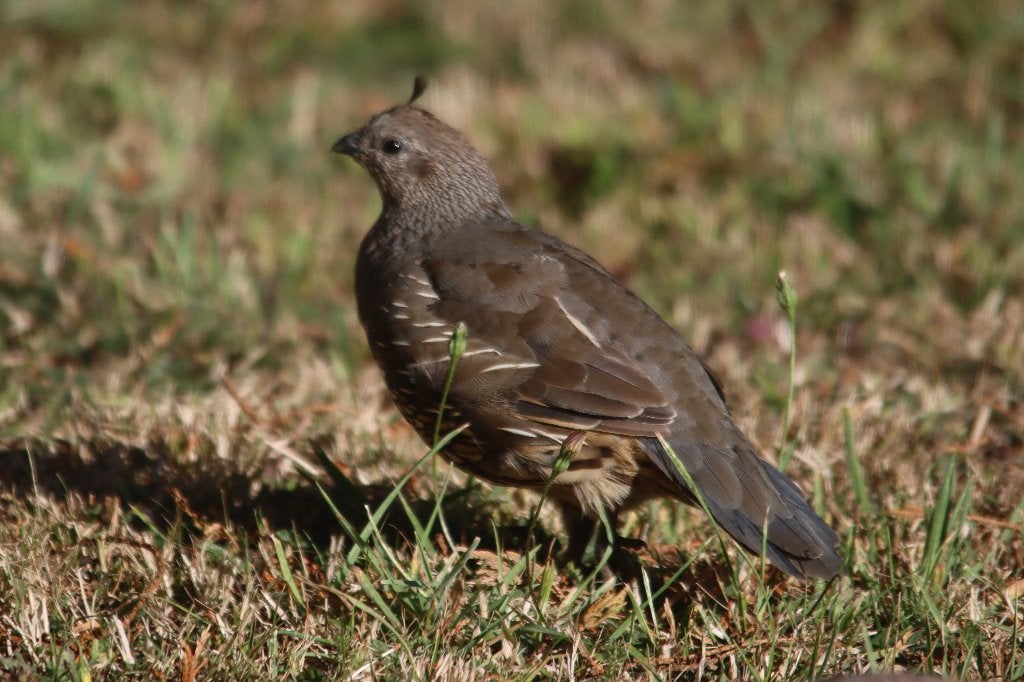 Californische kuifkwartel, Dieren en Toebehoren, Meerdere dieren, Geringd