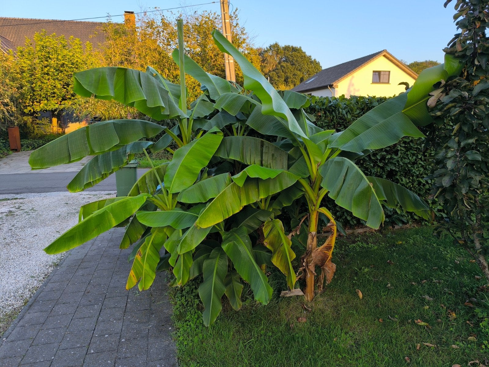 Bananenbomen, Ophalen