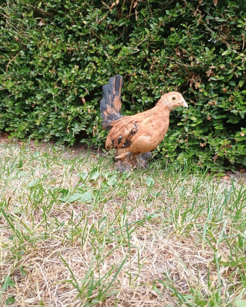 Sabelpootkiel hen/ hennentje te koop, Vrouwelijk, Kip