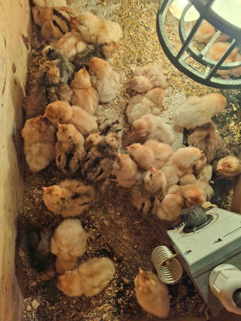 kuikens ukkelse baardkriel, Dieren en Toebehoren