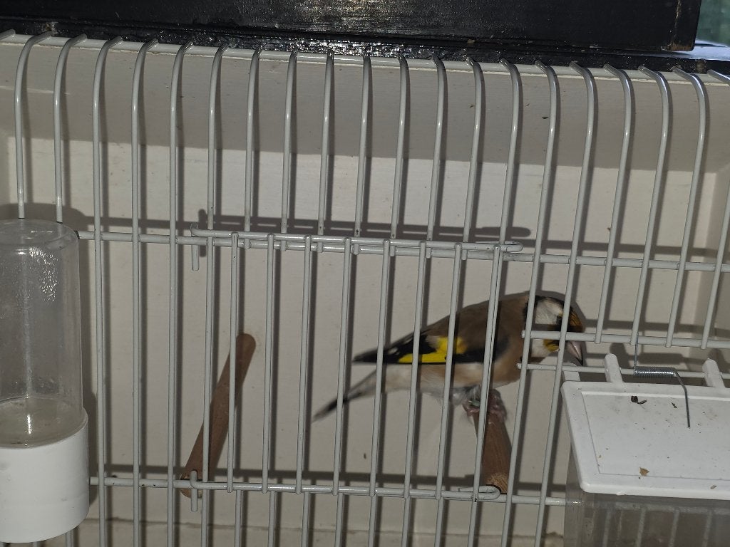 Distelvinken, Dieren en Toebehoren, Wildzangvogel, Geringd