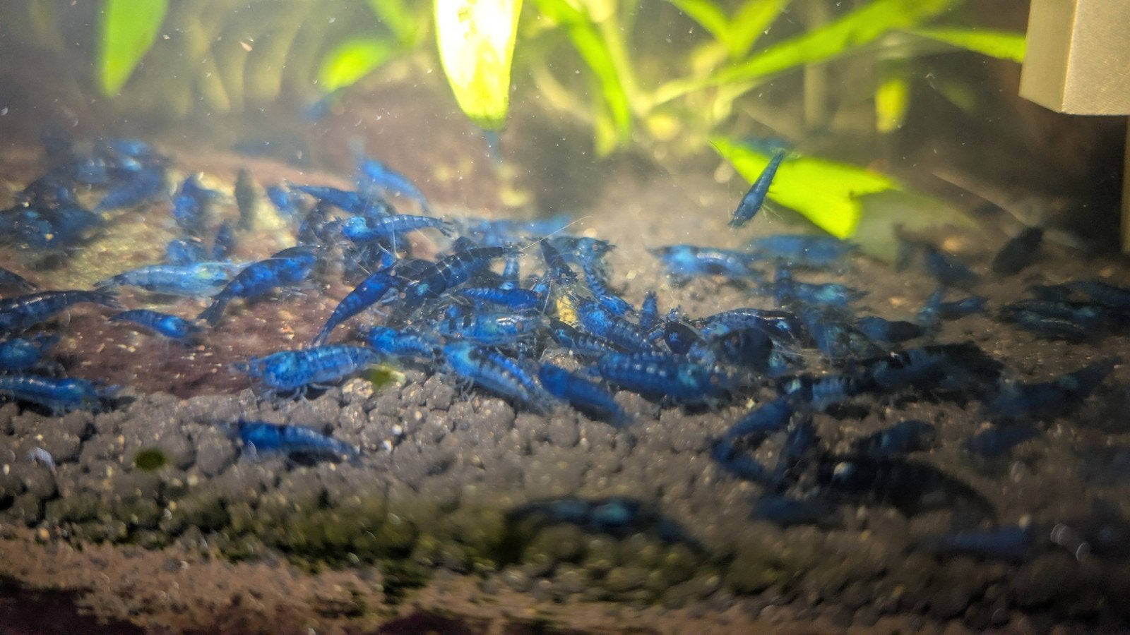 Garnalen Neocaridina blauw Blauwe saffier, Kreeft, Krab of Garnaal, Zoetwatervis