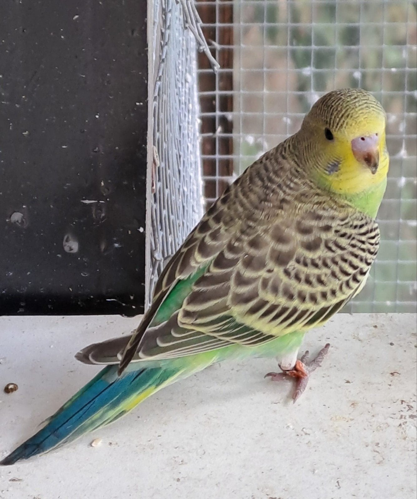 Jonge grasparkiet, Dieren en Toebehoren, Vogels | Parkieten en Papegaaien, Geslacht onbekend, Parkiet, Geringd