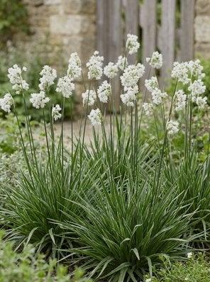 Luzula nivea (voor halfschaduw-schaduw), Ophalen, Zomer, Vaste plant, Halfschaduw