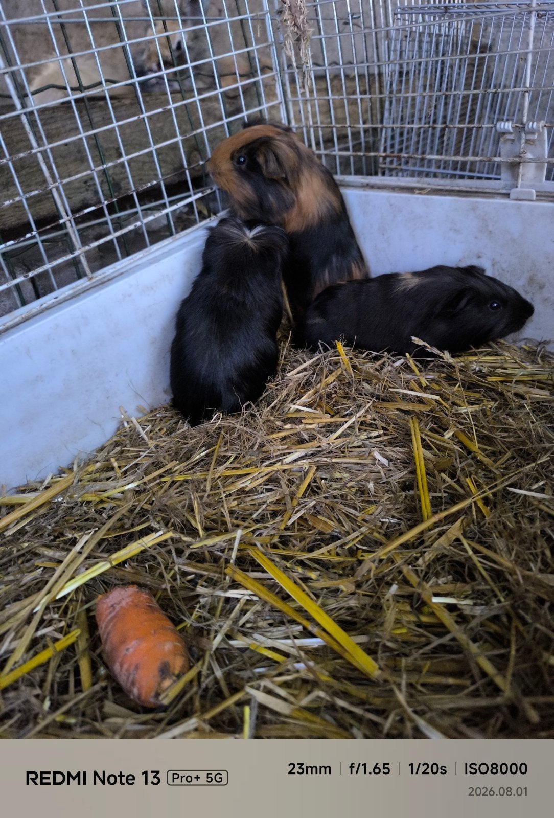 Gezonde cavia's (variatie in kleur) zoeken een goede thuis, Animaux & Accessoires, Rongeurs, Juin, Plusieurs animaux, Cobaye