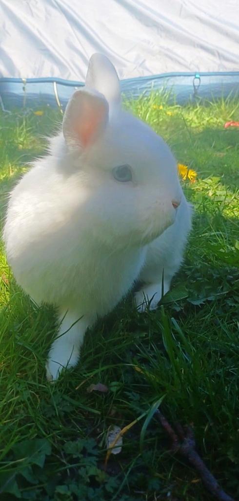 Konijn, Animaux & Accessoires, Lapins, Femelle, Petit, 0 à 2 ans