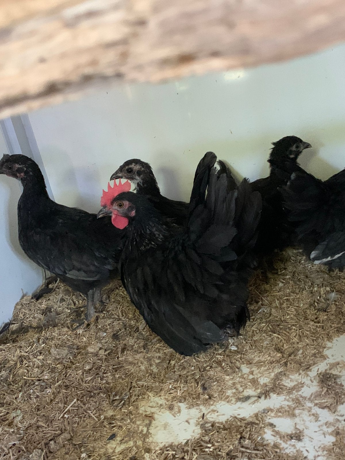 Un oncle sympa à 50% sûr de Chabo4 : poules et petits coqs, Animaux & Accessoires, Volatiles