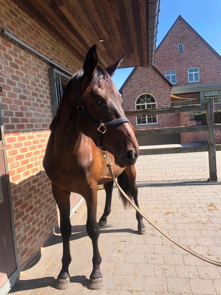 paard te koop, Dieren en Toebehoren, Merrie, Springpaard, Met stamboom, 3 tot 6 jaar