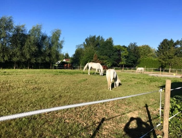 Écurie privée à louer ;8 boxes, piste ext. drainée, au calme, Élevage, 4 chevaux ou poneys ou plus
