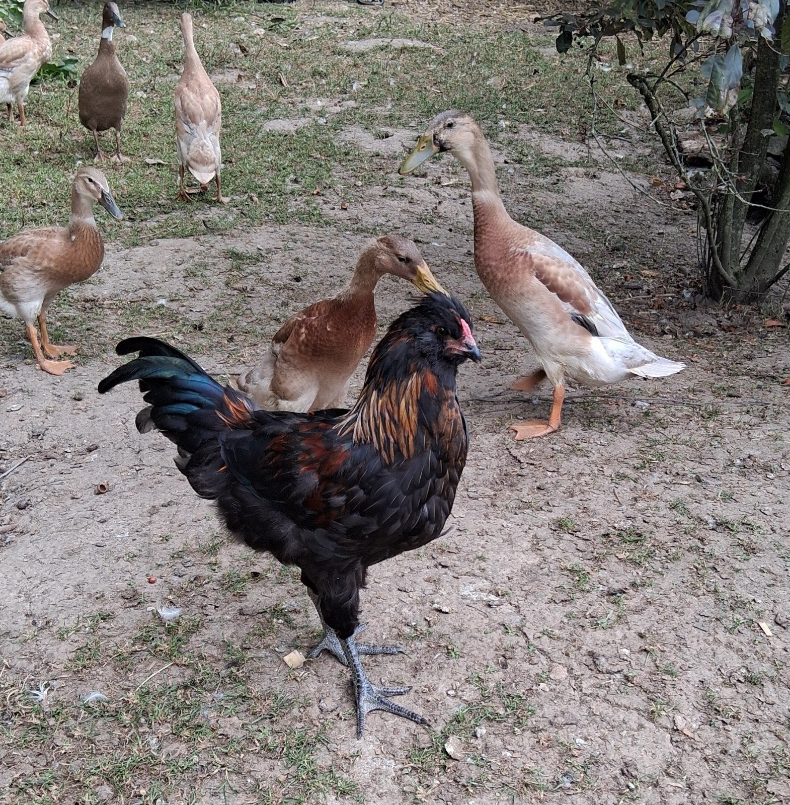 Britse Araucana haantjes te geef, Dieren en Toebehoren