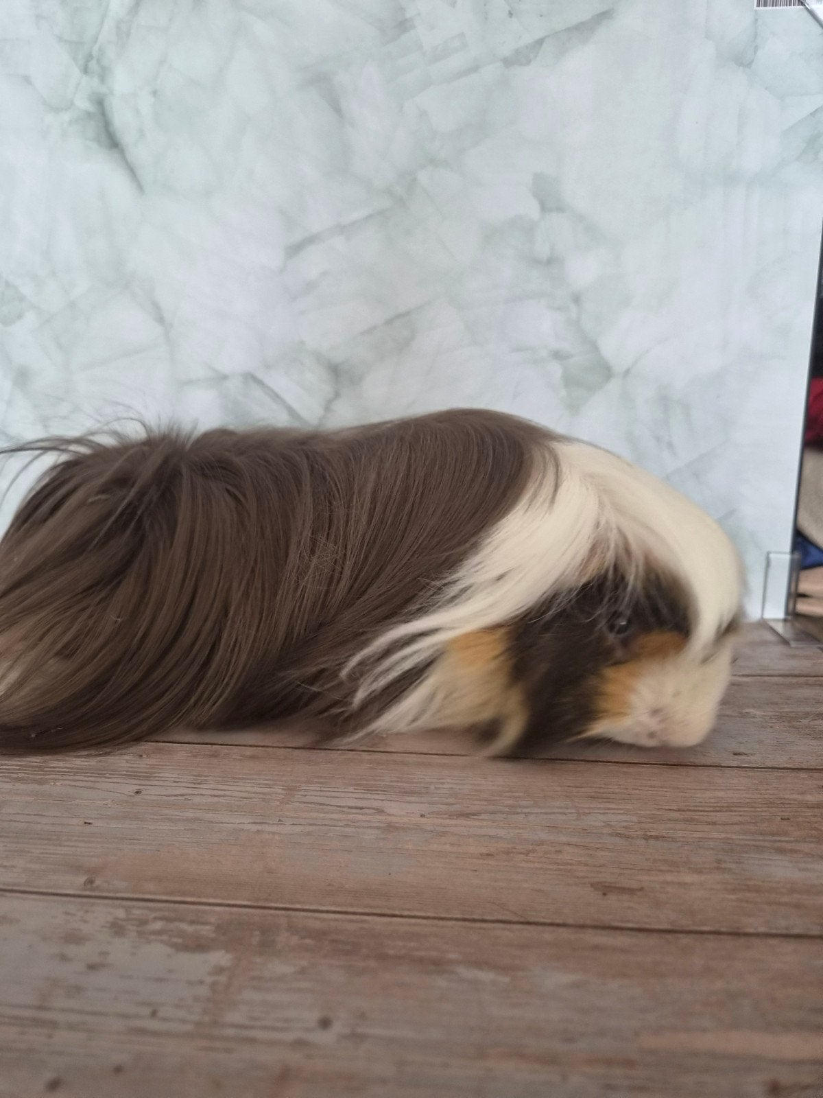 peruvian beertje, Dieren en Toebehoren, Cavia, Februari, Mannelijk, Tam