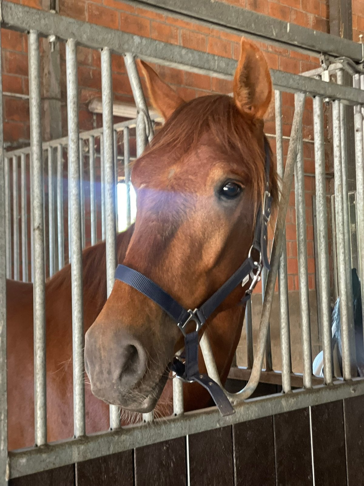 Lieve 4-jarige PRE ruin, Animaux & Accessoires, Chevaux, Hongre, Non dressé, 160 à 165 cm, 3 à 6 ans, Cheval de dressage, Avec pedigree
