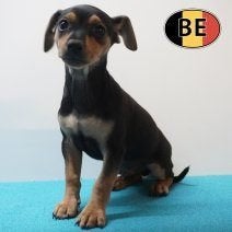 Chiot Pinscher (mâle) belge, Animaux & Accessoires, Chiens | Bouledogues, Pinschers & Molossoïdes, Chien (mâle), Autres races